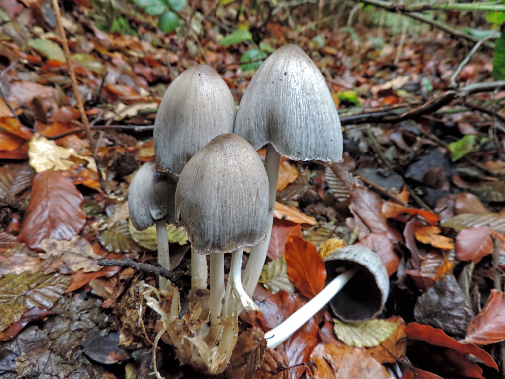 Grote kale inktzwam [11607] 19-okt-2014 (Bentheimerwald, Bad Bentheim).jpg - Grote kale inktzwam [Coprinopsis atramentaria]